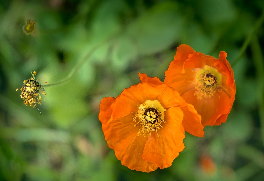 Pentax K-1 / 10 Pentax K-1   10