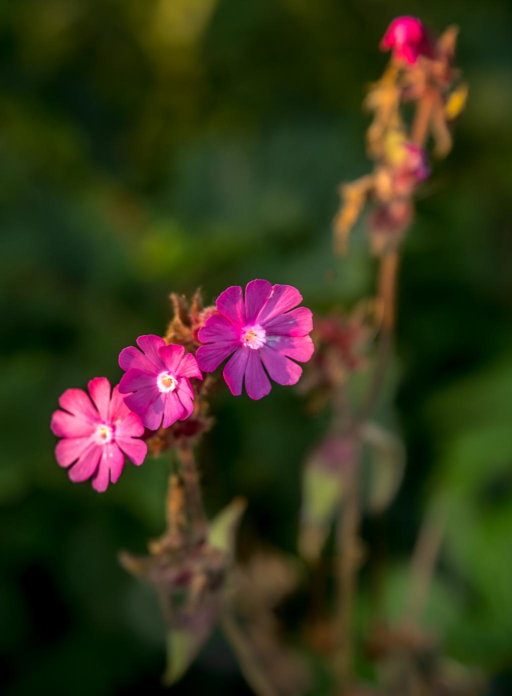 Pentax K-1 / 10 Pentax K-1   10