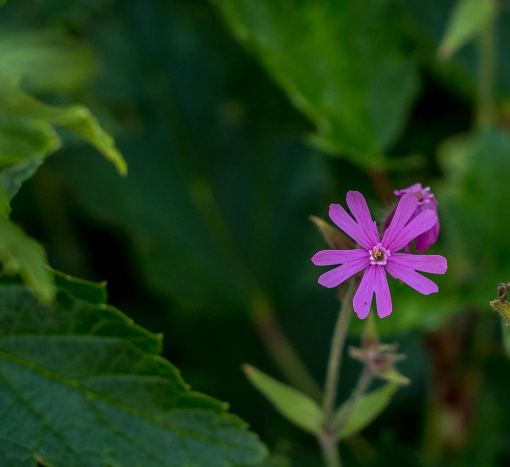 Pentax K-1 / 10 Pentax K-1   10