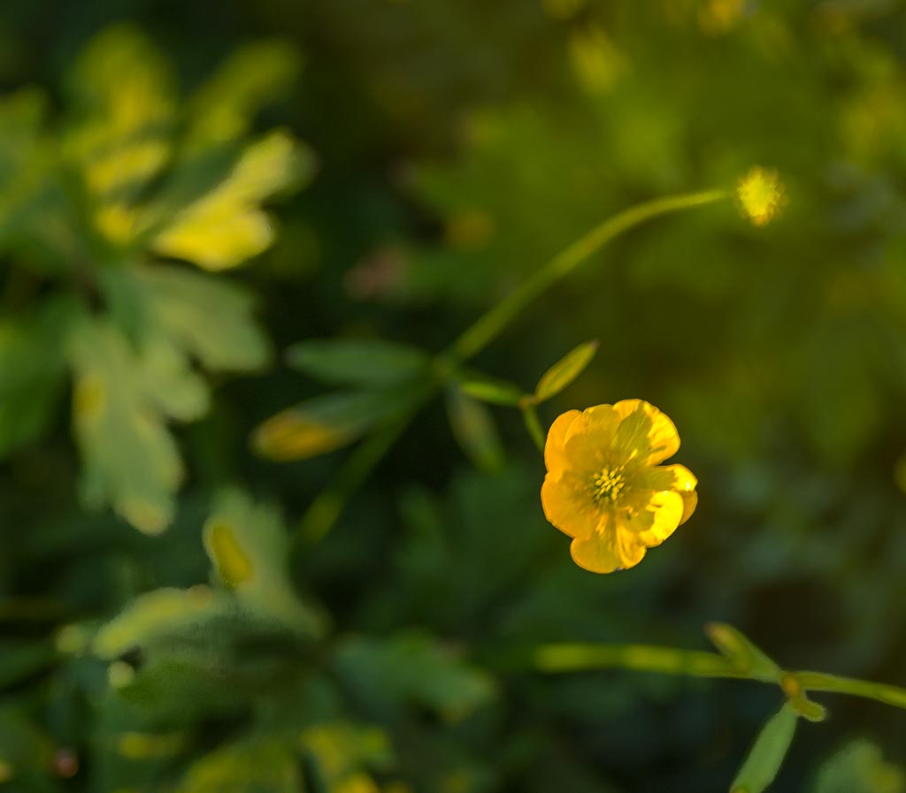 Pentax 645D / 10 Pentax 645D   10