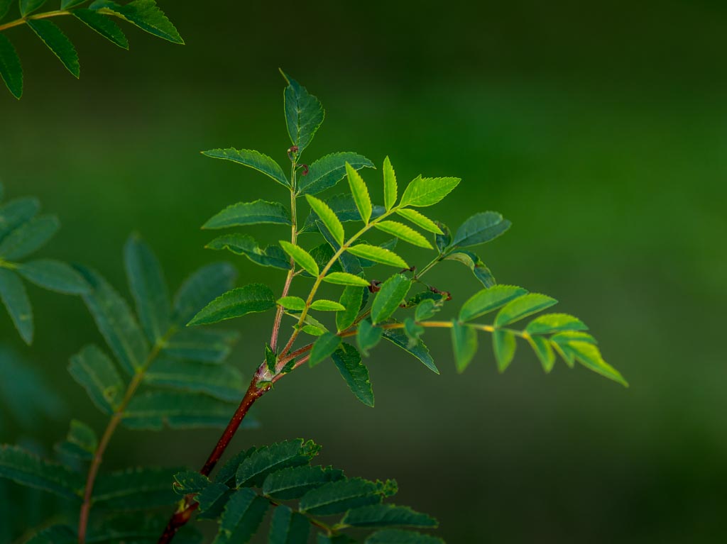 Pentax 645D / 10 Pentax 645D   10