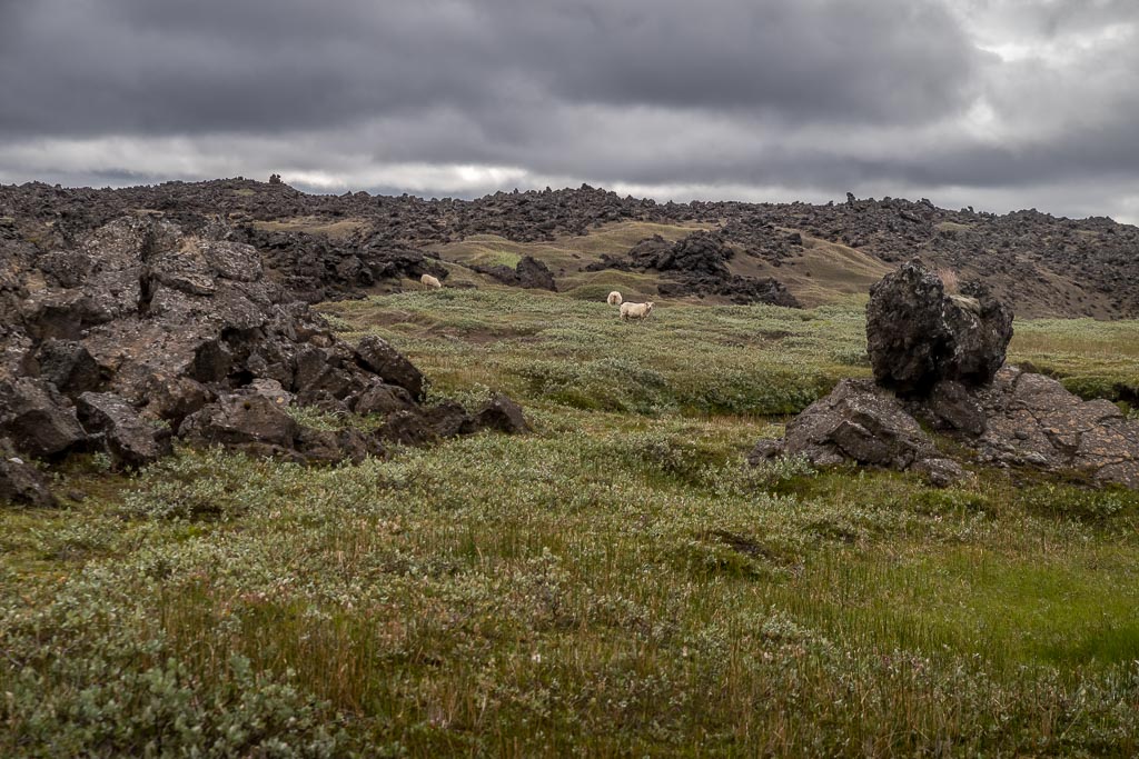 Pentax K-1 / 14 Pentax K-1   14