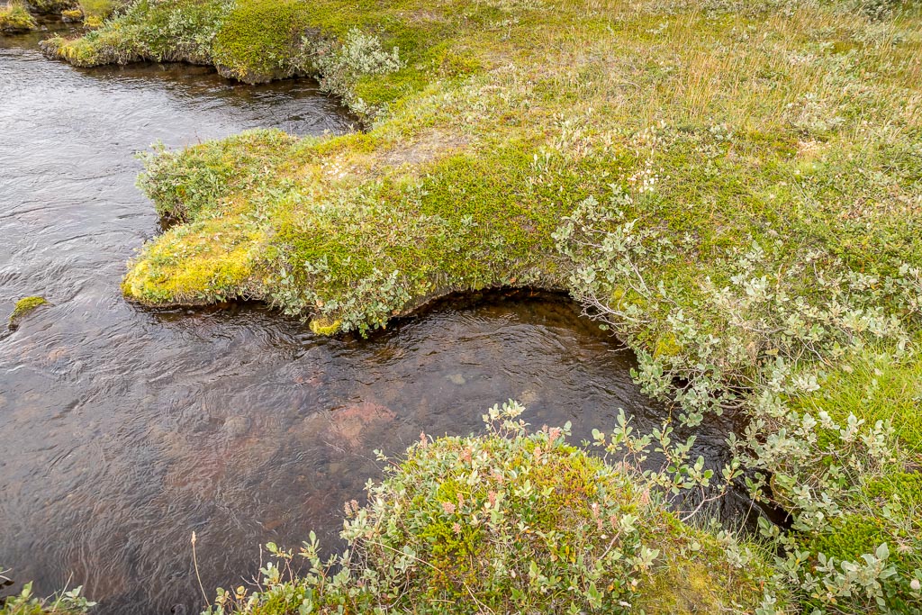 Pentax K-1 / 14 Pentax K-1   14
