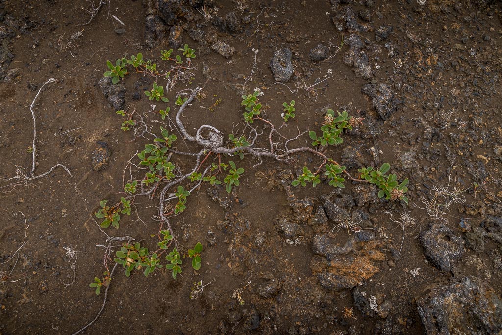 Pentax K-1 / 14 Pentax K-1   14