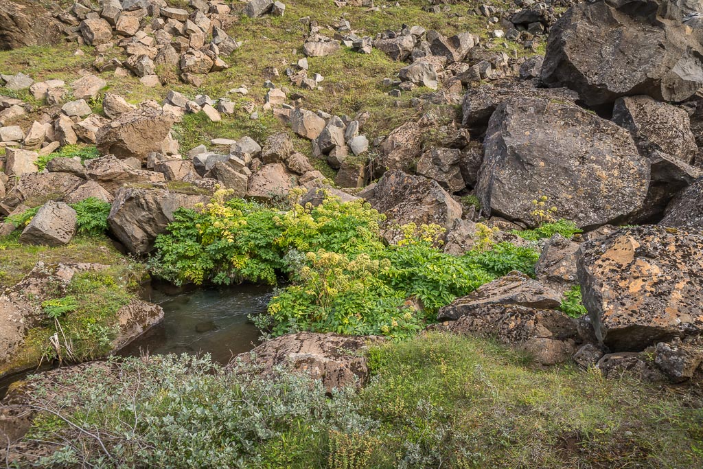 Pentax K-1 / 19 Pentax K-1   19