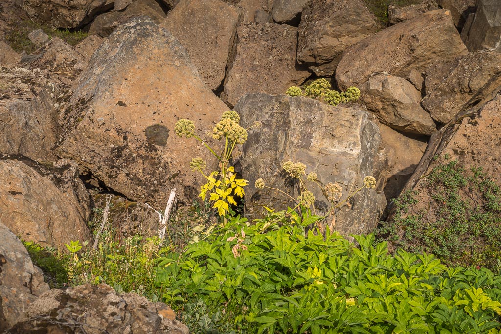 Pentax K-1 / 19 Pentax K-1   19