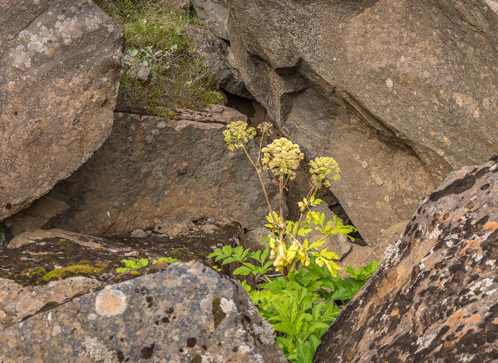 Pentax K-1 / 19 Pentax K-1   19