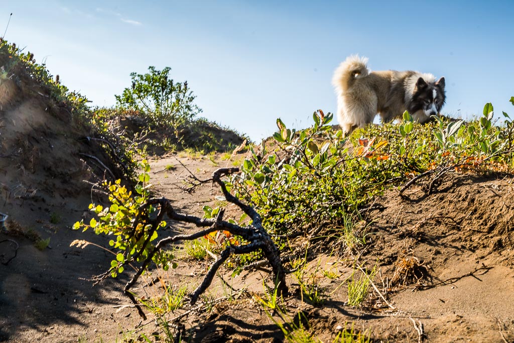 Pentax K-1 / 1 Pentax K-1   1