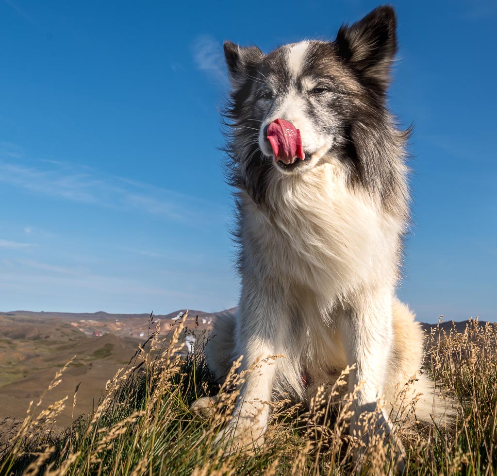 Pentax K-1 / 1 Pentax K-1   1