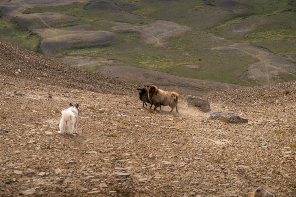Pentax K-1 / 2 Pentax K-1   2