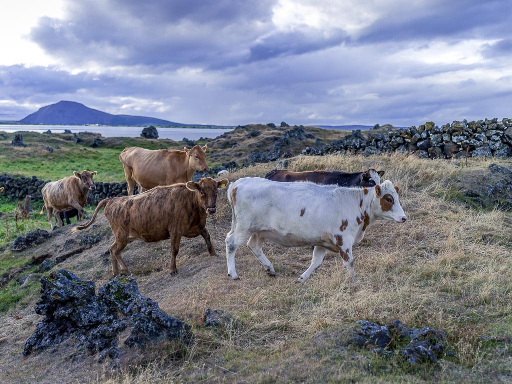 Pentax 645D / 11 Pentax 645D   11