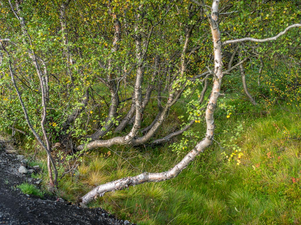 Pentax 645D / 11 Pentax 645D   11