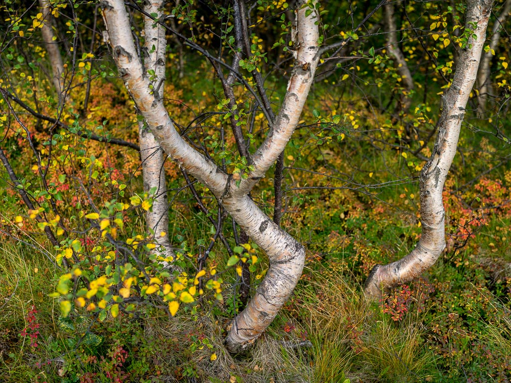 Pentax 645D / 11 Pentax 645D   11