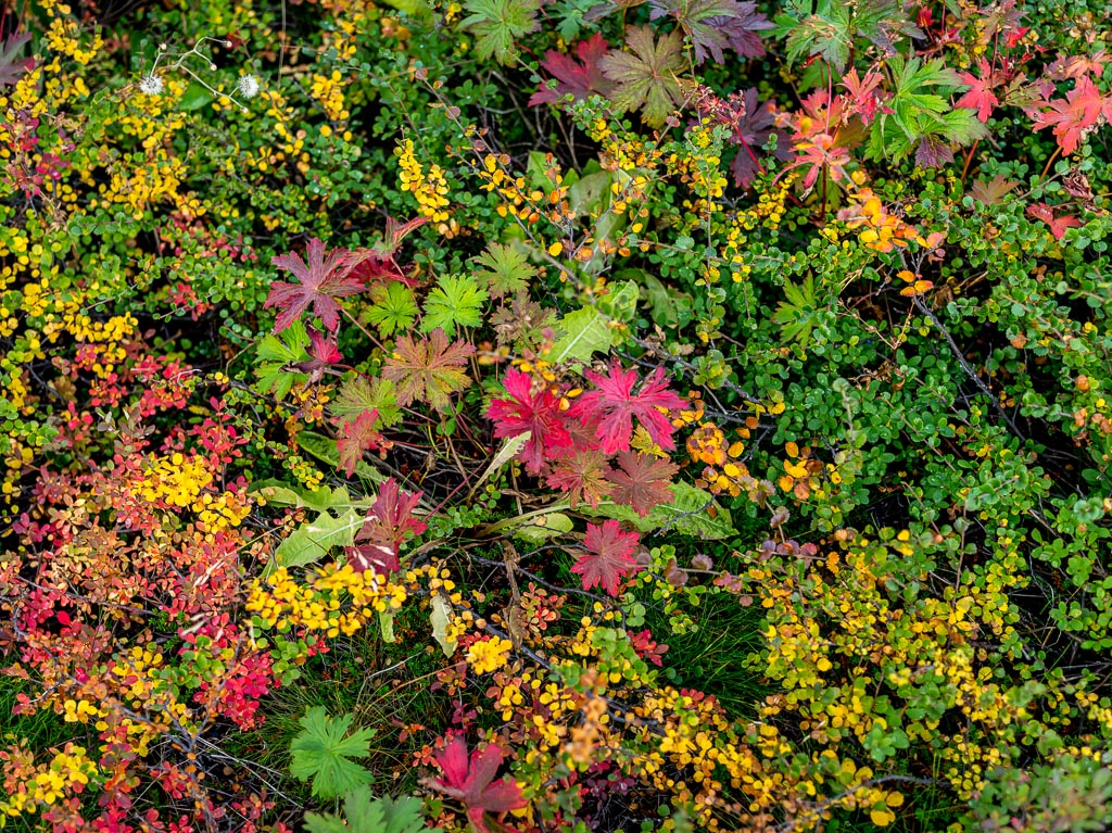 Pentax 645D / 11 Pentax 645D   11