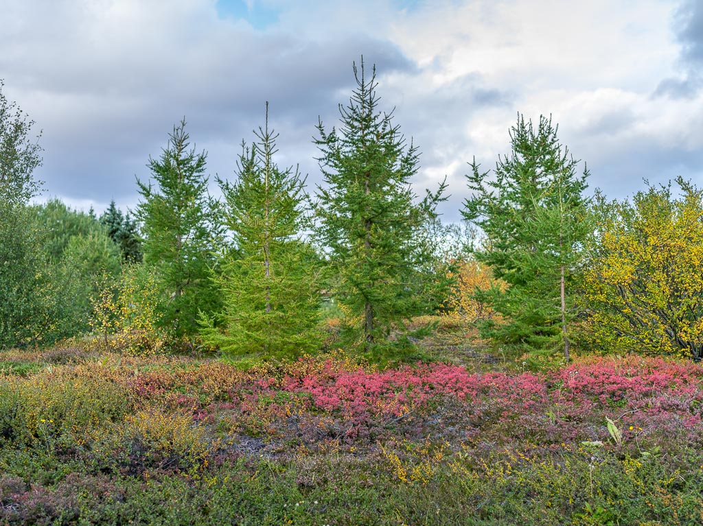 Pentax 645D / 11 Pentax 645D   11