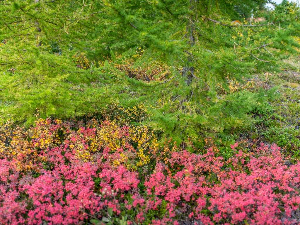 Pentax 645D / 11 Pentax 645D   11