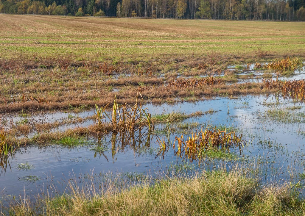 Pentax K-1 / 16 Pentax K-1   16