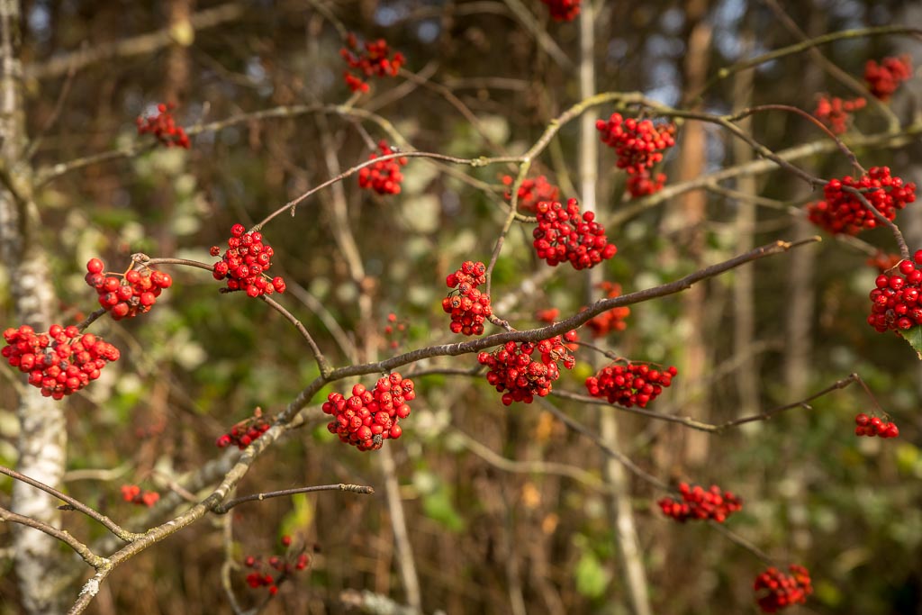 Pentax K-1 / 16 Pentax K-1   16