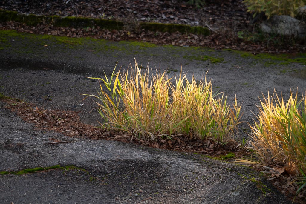 Pentax K-1 / 30 Pentax K-1   30