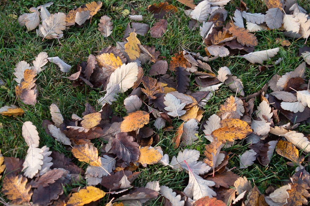 Pentax K-1 / 30 Pentax K-1   30