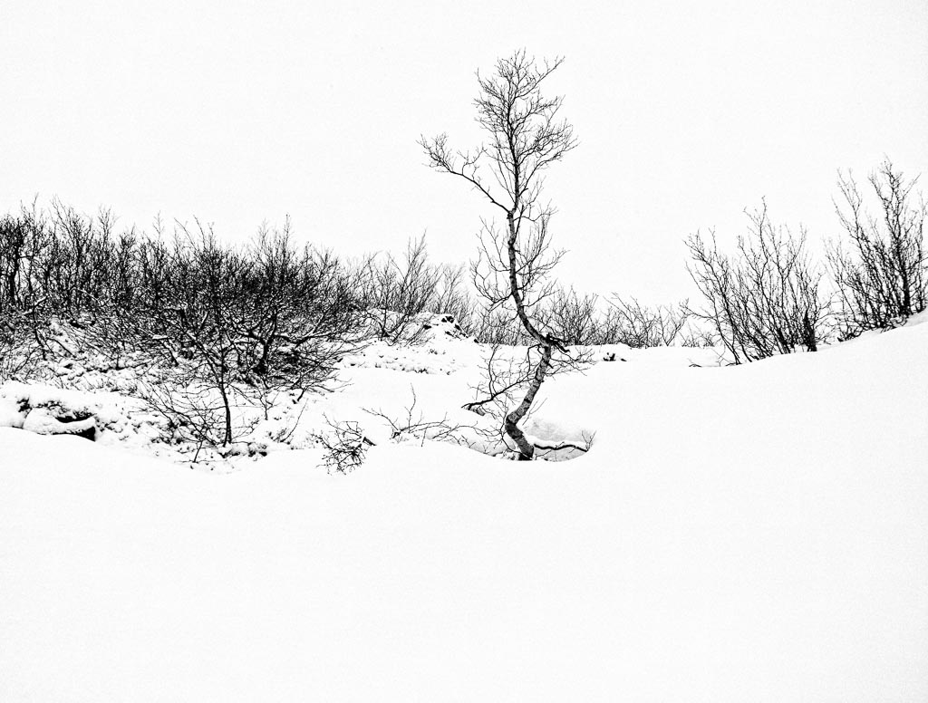 Pentax K-1 / 26 Pentax K-1   26