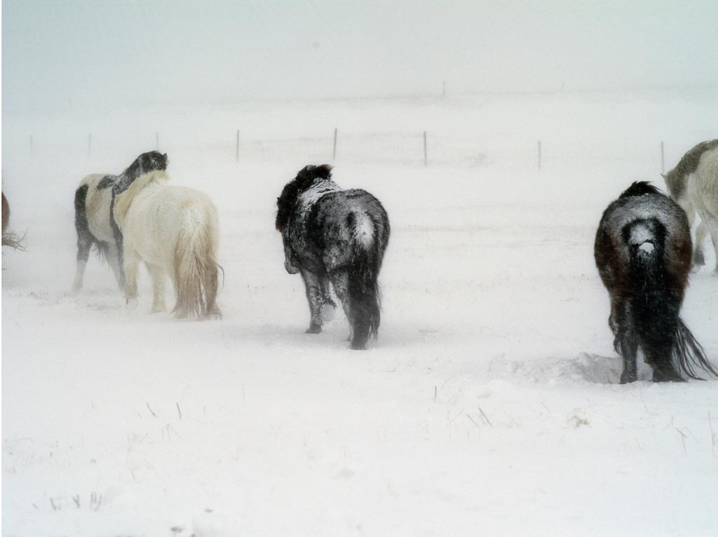 Pentax 645D / 23 Pentax 645D   23