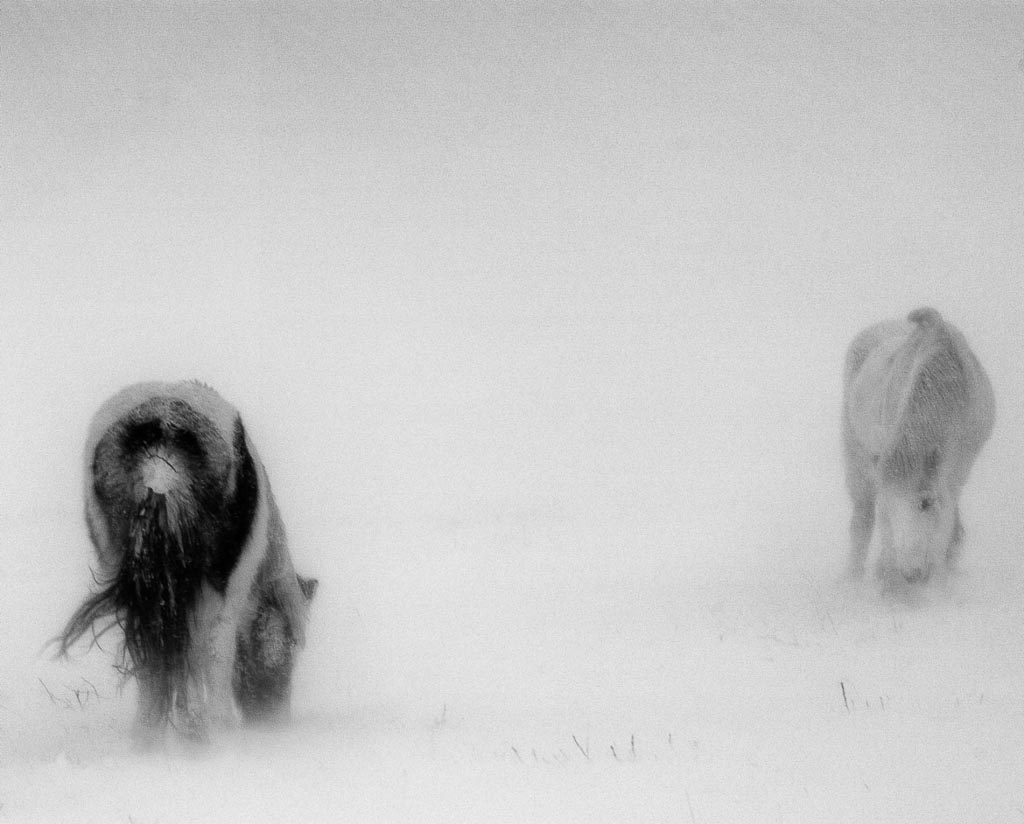 Pentax 645D / 23 Pentax 645D   23