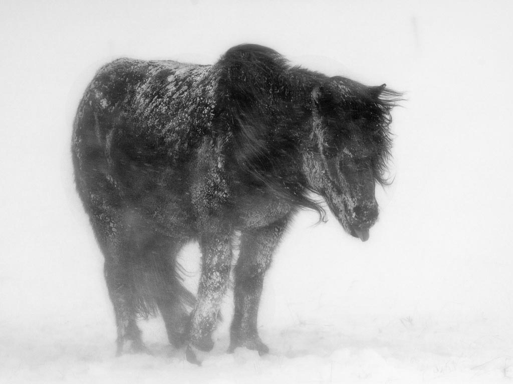 Pentax 645D / 23 Pentax 645D   23