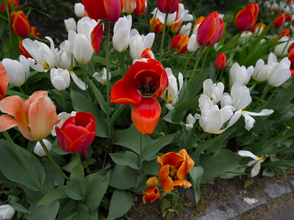 Pentax 645D / 16 Pentax 645D   16