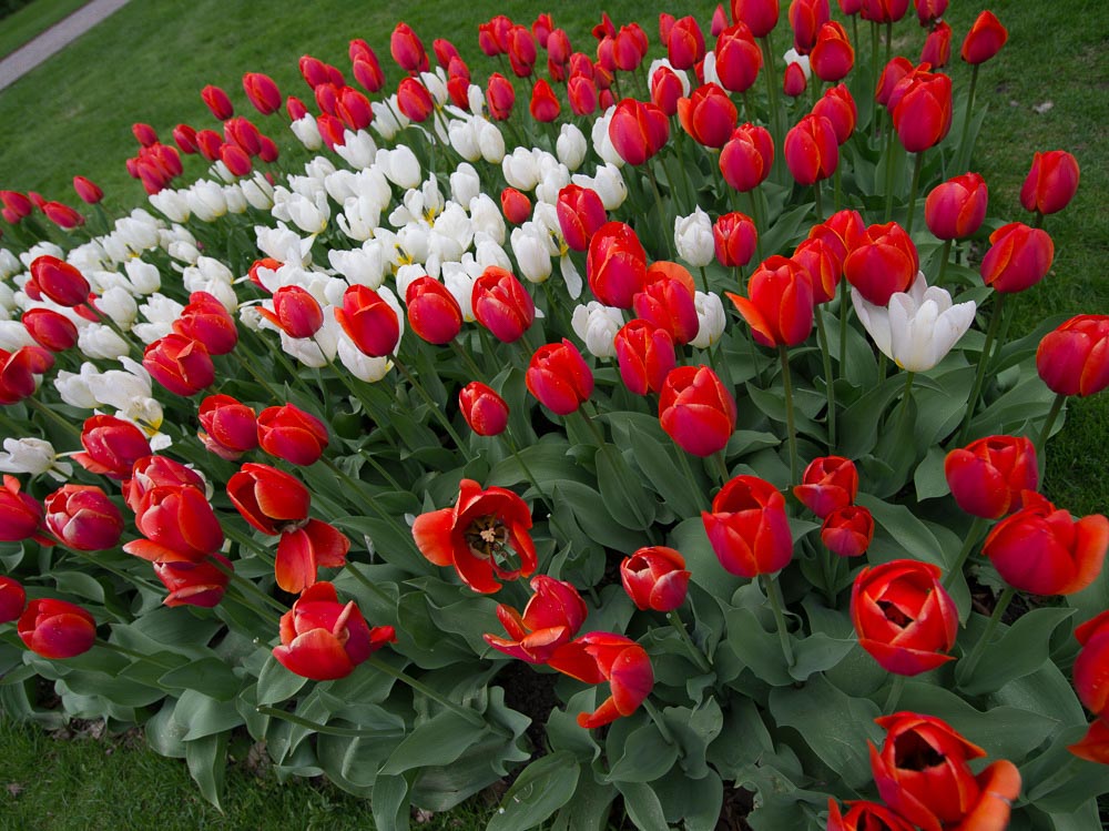 Pentax 645D / 16 Pentax 645D   16