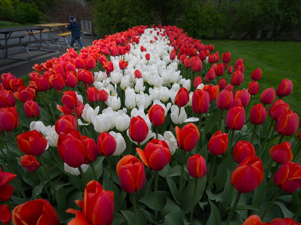 Pentax 645D / 16 Pentax 645D   16