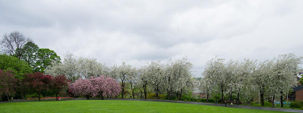 Pentax 645D / 16 Pentax 645D   16