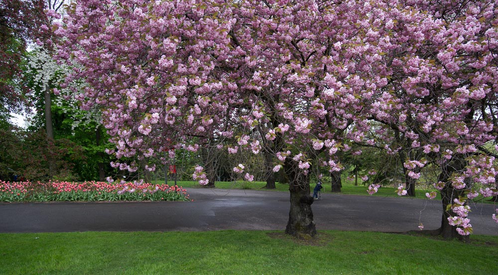 Pentax 645D / 16 Pentax 645D   16