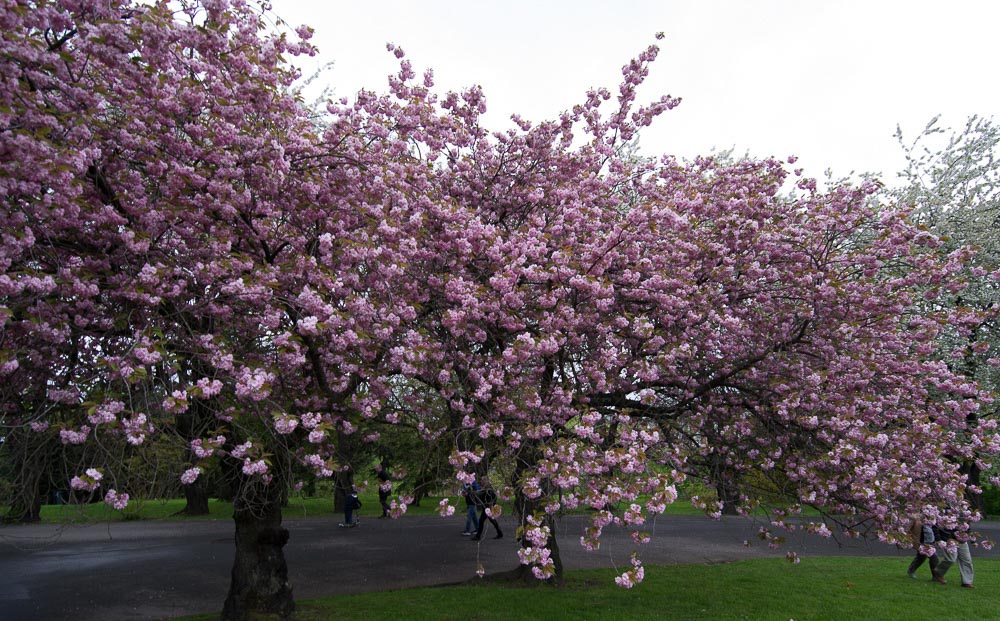 Pentax 645D / 16 Pentax 645D   16