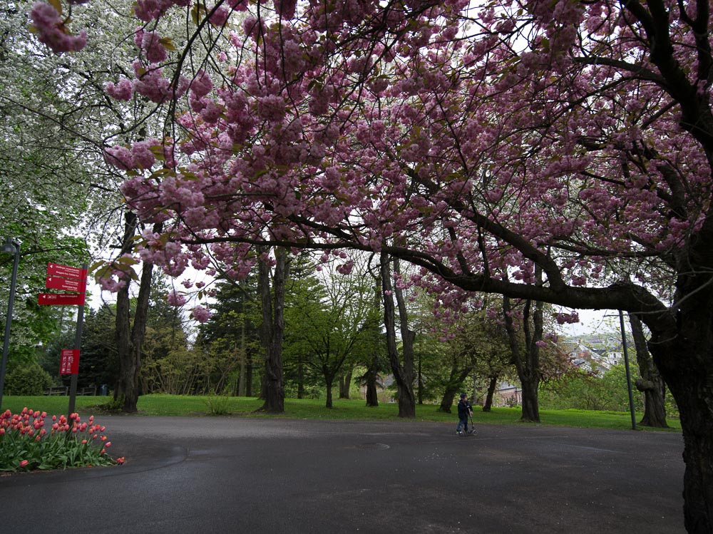 Pentax 645D / 16 Pentax 645D   16