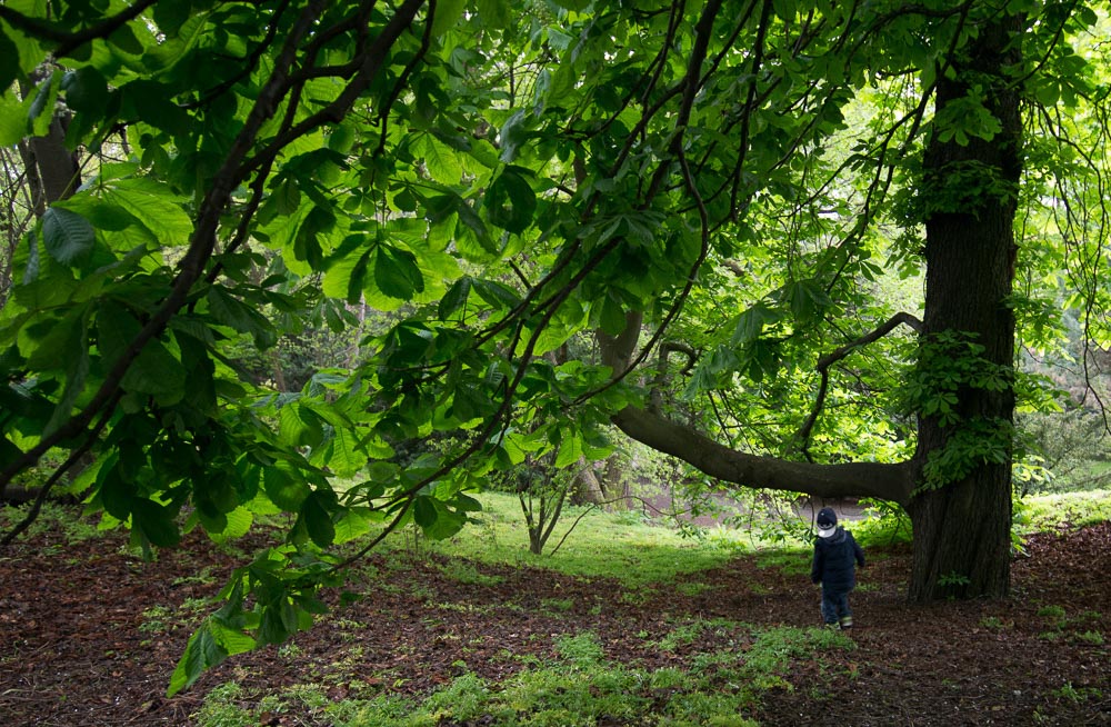 Pentax 645D / 16 Pentax 645D   16