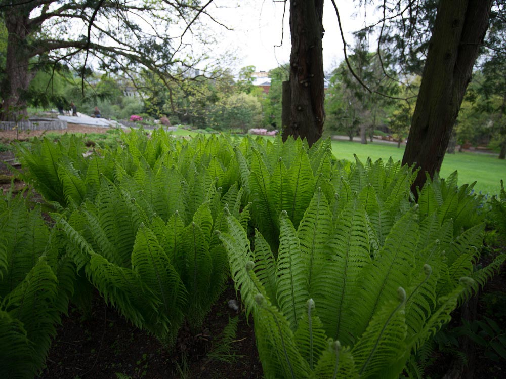 Pentax 645D / 16 Pentax 645D   16