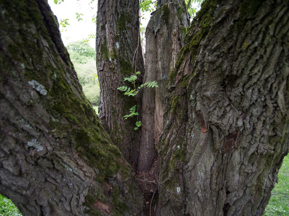 Pentax 645D / 16 Pentax 645D   16