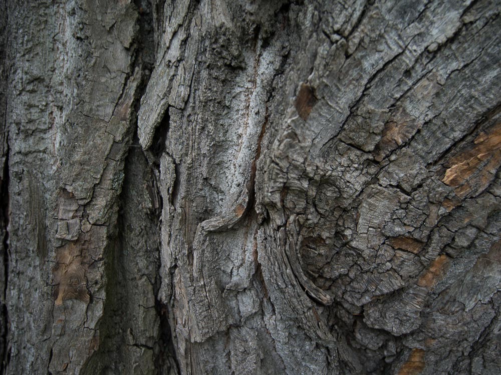 Pentax 645D / 16 Pentax 645D   16