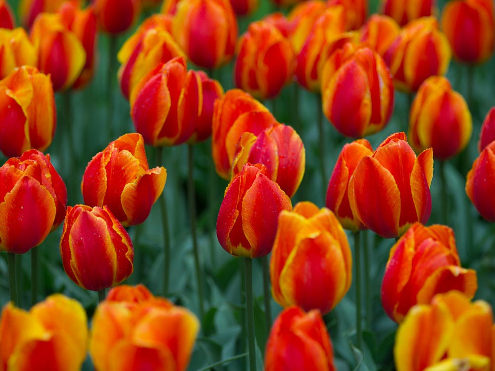 Pentax 645D / 16 Pentax 645D   16