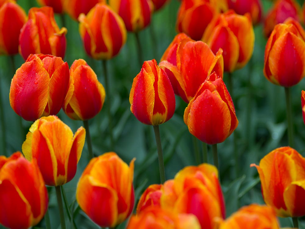 Pentax 645D / 16 Pentax 645D   16