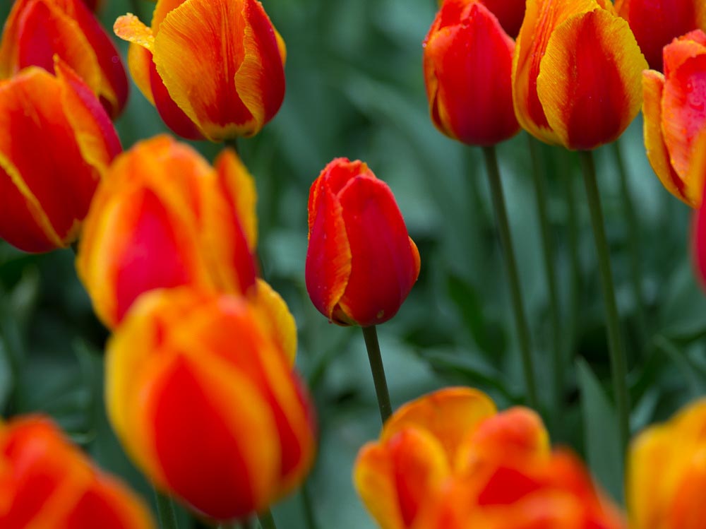 Pentax 645D / 16 Pentax 645D   16