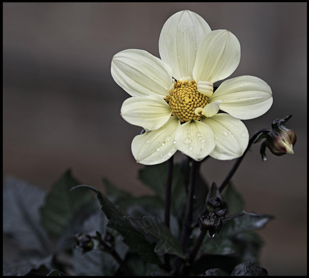 Pentax 645D / 24 Pentax 645D   24