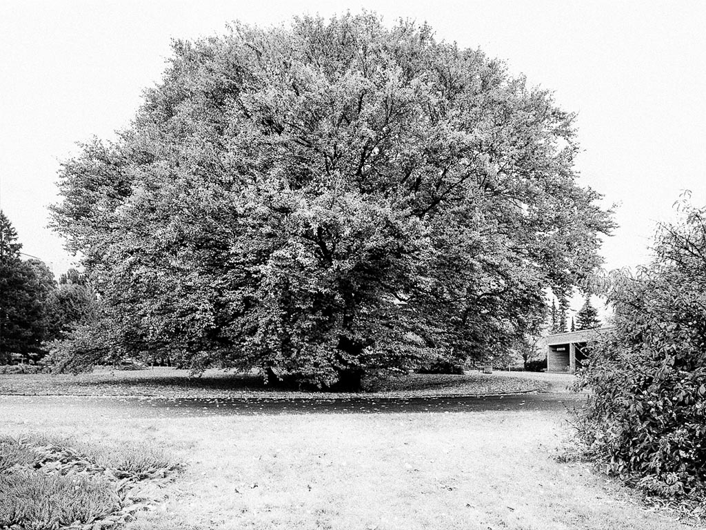 Pentax 645D / 6 Pentax 645D   6