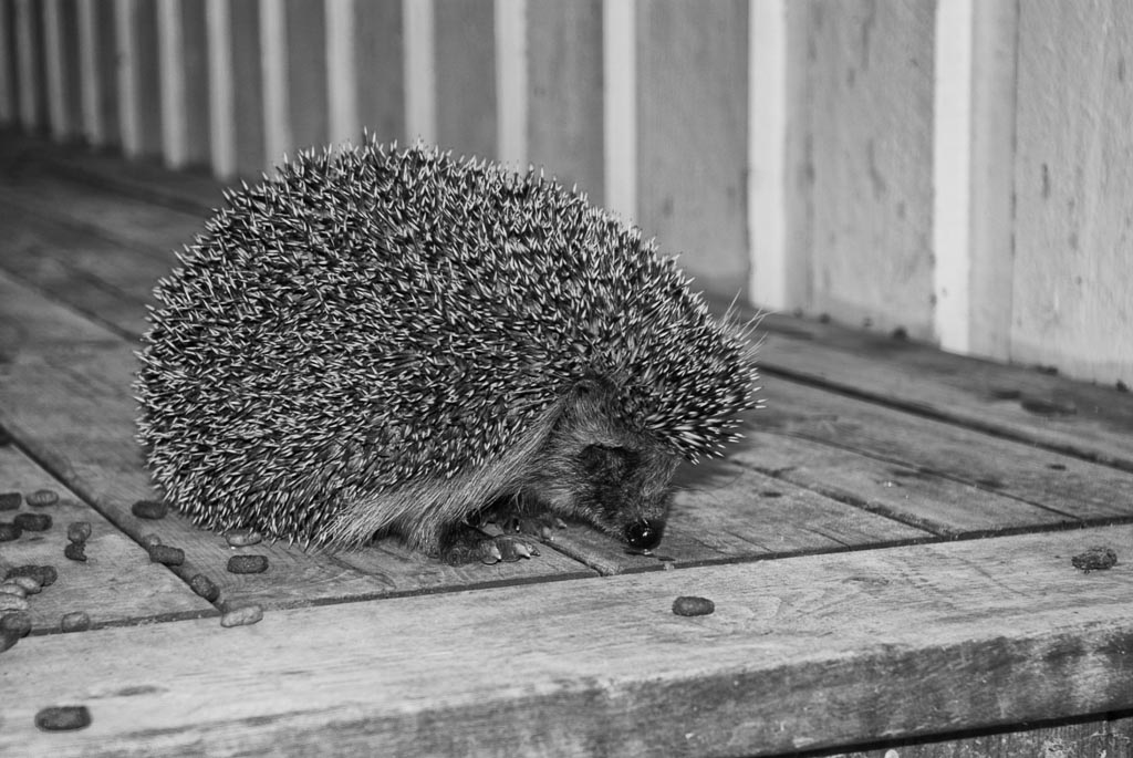 Pentax K10D / 12 Pentax K10D   12