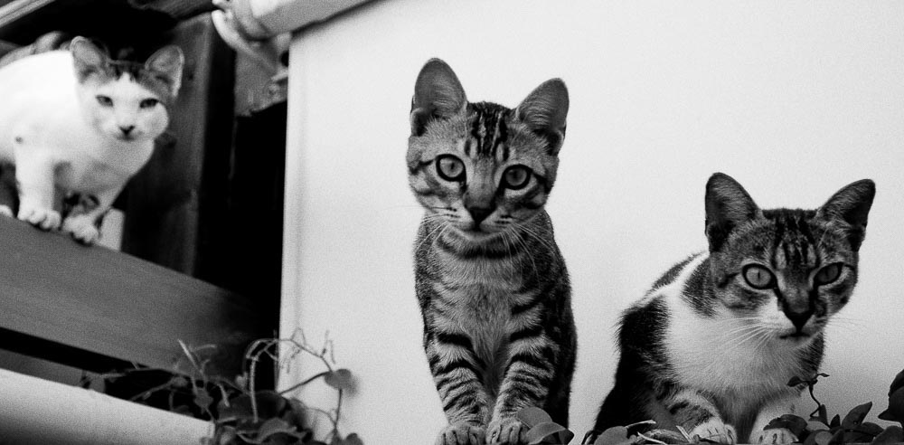 Pentax K10D / 10 Pentax K10D   10