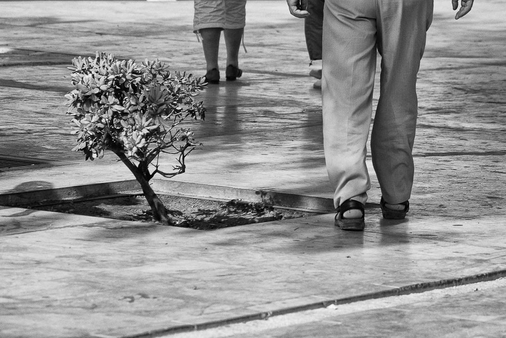 Pentax K10D / 11 Pentax K10D   11