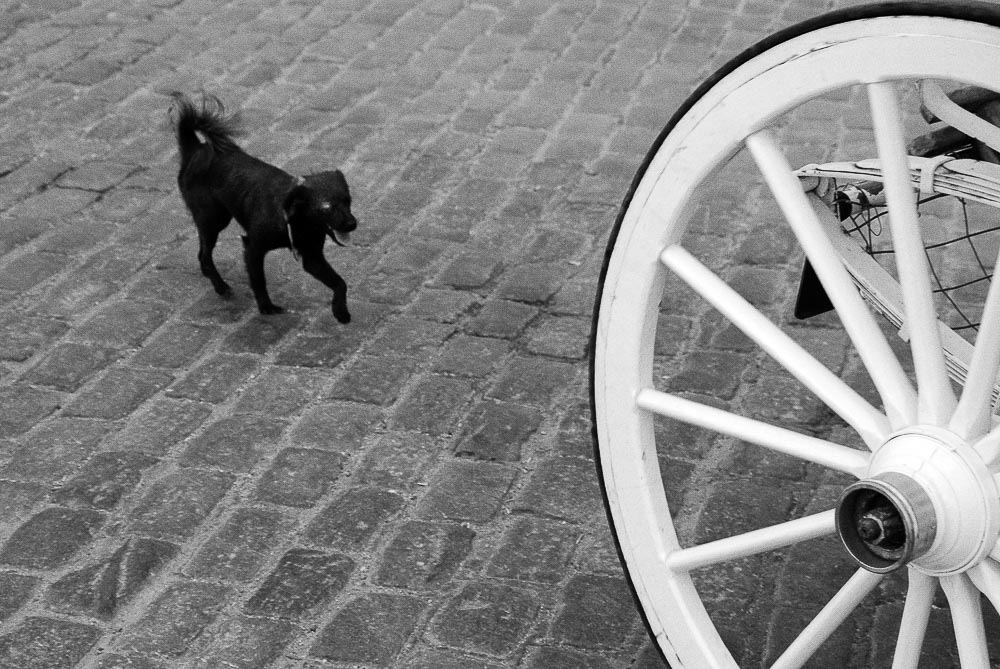 Pentax K10D / 13 Pentax K10D   13