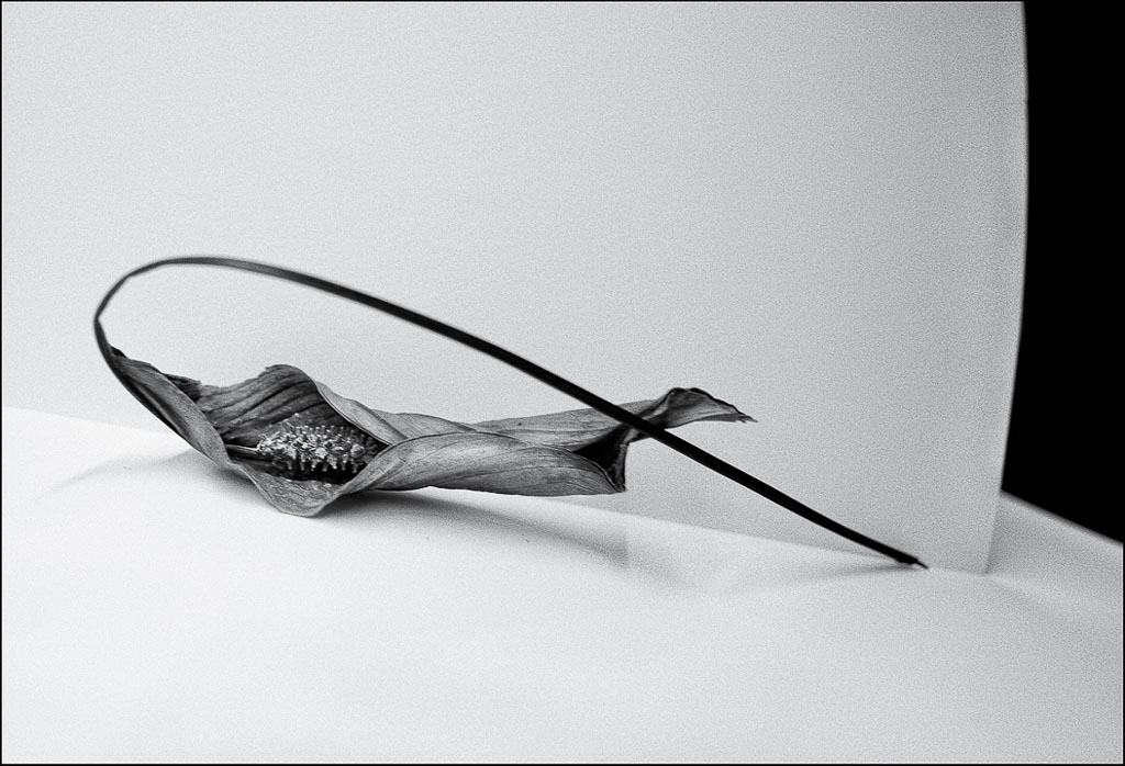 Pentax 645D / 21 Pentax 645D   21