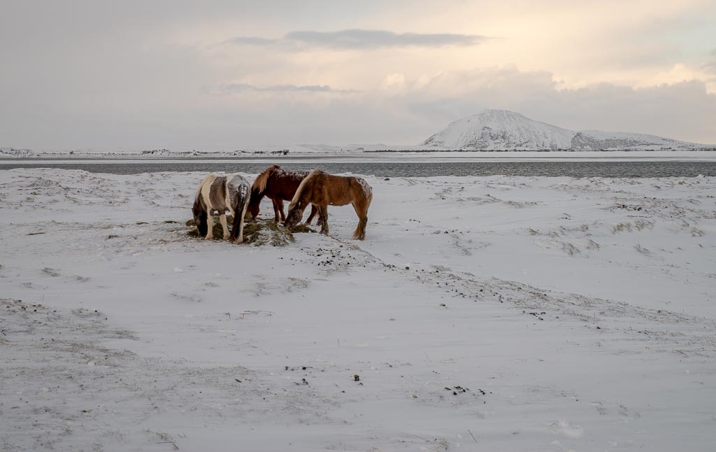 Pentax K-1 / 6 Pentax K-1   6